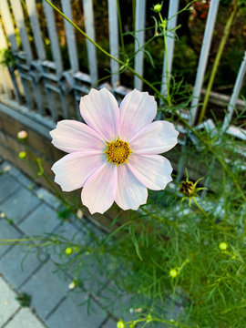 Close up photo of isolated blooming white and light pink cosmos flower on beautiful fence background