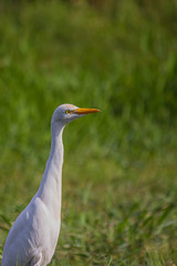 The western cattle egret (white egyptian heron, Bubulcus ibis) is a species of heron (family Ardeidae) found in the tropics, subtropics and warm temperate zones. It is a white bird with buff plumes.