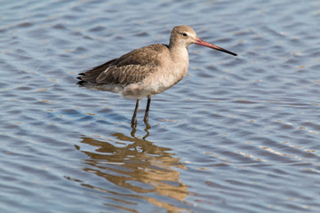 Black-tailed Godwit at Odiel marshy area. Wader in a natural park of south Spain. Grey bird with long bill