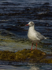 The black-headed gull (Chroicocephalus ridibundus) is a small gull that breeds in much of the Palearctic including Europe and also in coastal eastern Canada. Shot on the Black sea (Crimea).