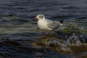The black-headed gull (Chroicocephalus ridibundus) is a small gull that breeds in much of the Palearctic including Europe and also in coastal eastern Canada. Shot on the Black sea (Crimea).