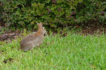 Cute Florida rabbit is eating plant