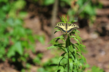 wildlife insect, butterfly close up photo when butterfly rest. Close-up butterfly on flower. beautiful insect in the nature habitat.
