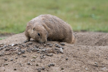  gopher looks shyly out of his den
