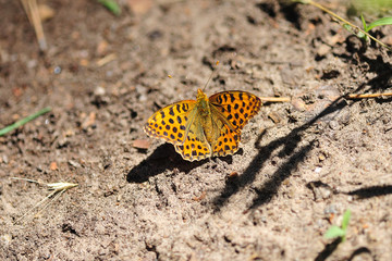 wildlife insect, butterfly close up photo when butterfly rest. Close-up butterfly on flower. beautiful insect in the nature habitat.