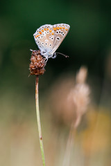 Blue butterfly on a dry flower. Licaenidae with brown and green unfocused background