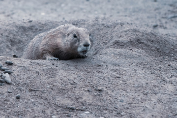  gopher looks shyly out of his den
