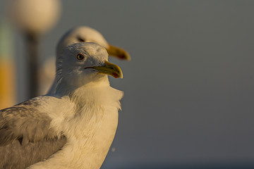 The Caspian gull (Larus cachinnans) is a large gull and a member of the herring and lesser black-backed gull complex. The Caspian gull breeds around the Black and Caspian Seas.