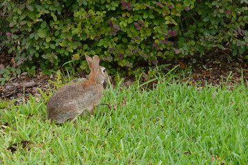 Naklejka na ściany i meble Cute Florida rabbit is eating plant