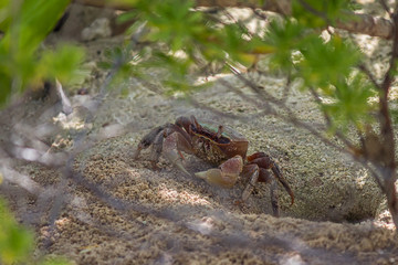 Small land crab (Cardisoma carnifex) stands near its sandy hole and looks warily. It is a species of terrestrial crab found in coastal regions from Africa to Polynesia. They live in burrows.