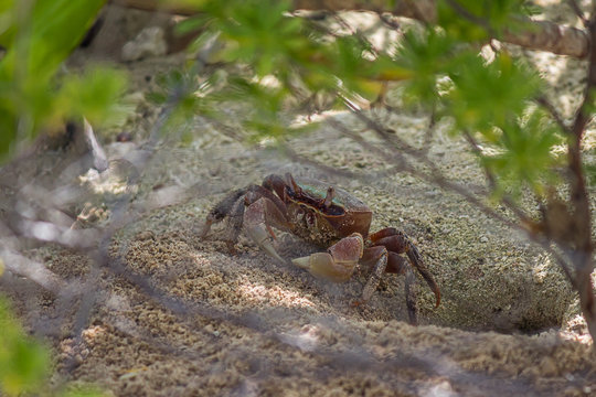 Small land crab (Cardisoma carnifex) stands near its sandy hole and looks warily. It is a species of terrestrial crab found in coastal regions from Africa to Polynesia. They live in burrows.