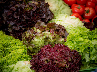 Lettuce harvest: a rainbow of colorful fields of summer crops lettuce plants , including mixed green, red, purple varieties.