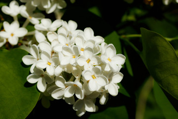 Beautiful lilac white flowers blooming in the garden