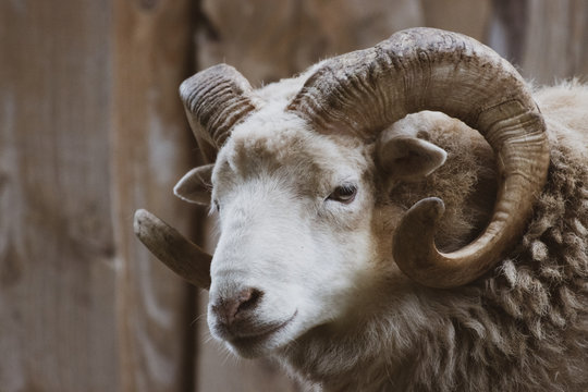  close-up of a ram with its one powerful horn
