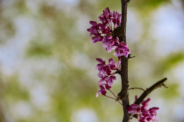 Cercis branch with pink flowers close-up. branch with beautiful pink flowers close-up with blurry background. a branch of Canadian marshmallow or Canadian turtles, light pink. there is room for text 
