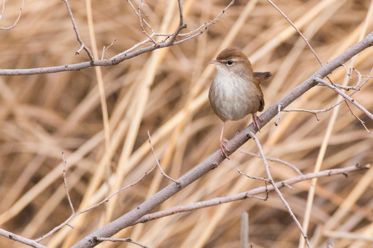 cetti's warbler (Cettia cetti) perched on a taray in central Spain. Brown warbler