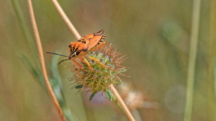 pentatome méridional