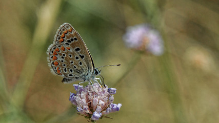 Obraz premium Argus bleu