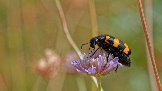 mylabris variabilis - sur fleur rose