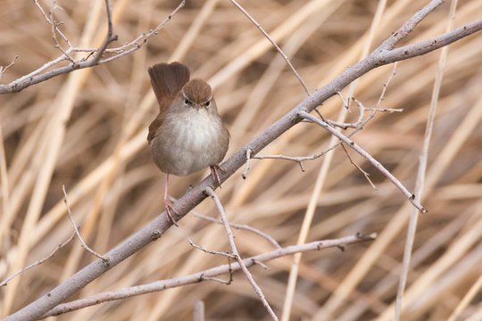 cetti's warbler (Cettia cetti) perched on a taray in central Spain. Brown warbler