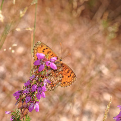 Tabac d’Espagne-Argynnis paphia