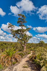 Fototapeta premium In Western Australia, Lesueur National Park with Grasstrees (Balga) and also in late winter and spring the park’s diverse flora comes out in flower.