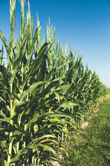 Fully grown corn plants on the field
