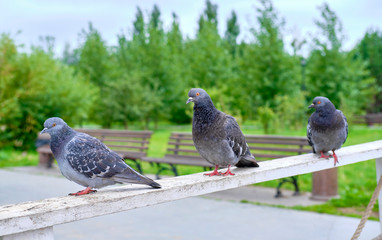 three pigeons on the street. birds in the park
