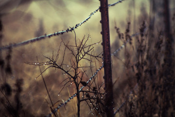Obraz premium A damp plant in the winter from morning dew by a rustic fence 