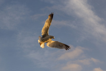 Atardecer en el mar -Getaria