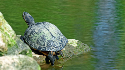 Obraz premium tortue de Floride au soleil