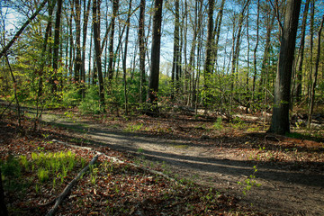 footpath in the woods