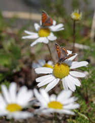 Butterfly sitting on a flower. Shot taken near Salo (Finland) during summer time