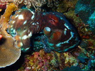 Day octopus lying in the reef