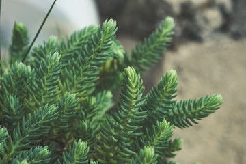 Decorative evergreen plant needles close up