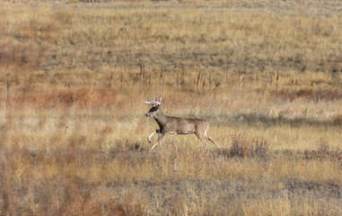 Obraz na płótnie Canvas Whitetail Deer Buck in the Fall Rut in Colorado