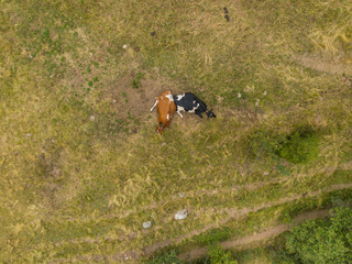 Aerial view of cow on green meadow on a summer day.