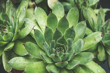 Succulent plant with water drops on the leaves
