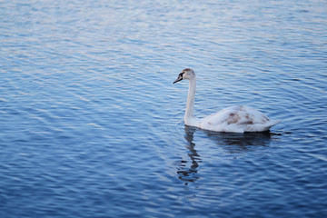 Swan in the blue water