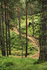 Fototapeta premium Hiking path leading through the woods