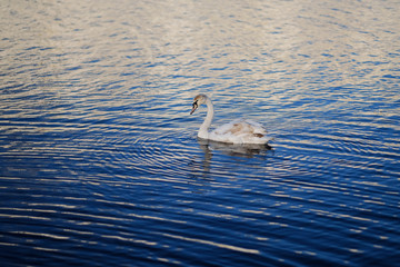 Swan in the blue water
