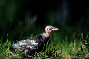 A chick of the jackdaw in the grass
