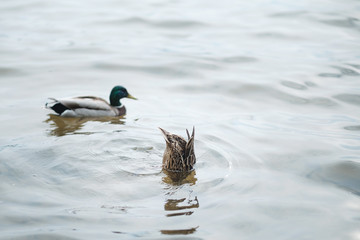 A duck diving for food