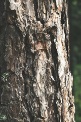 Pinus sylvestris trunk close up with rough textured bark 