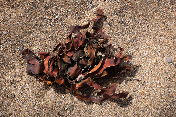 Close-up View of Dried Brown Seaweed Clump on Textured Beach