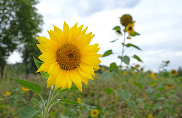 Close-up of a sunflower with many more in the background on a field