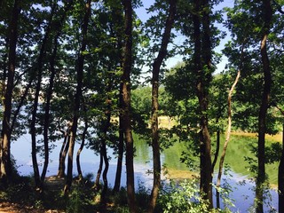 trees in the forest