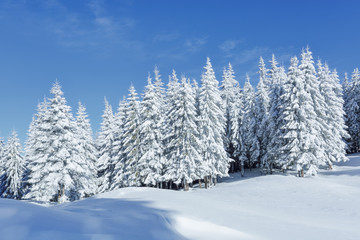 Landscape on the cold winter morning. Pine trees in the snowdrifts. Lawn and forests. Snowy background. Nature scenery. Location place the Carpathian, Ukraine, Europe.
