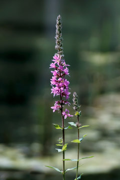 Summer flowering purple loosestrife or  lythrum tomentosum or spiked loosestrife, shallow depth