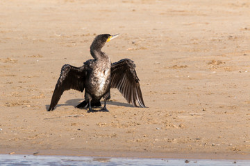Great cormorant (Phalacrocorax carbo) dries its wings at sun. Black bird on beach sand in southern Spain